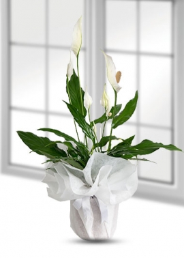 spatifilyum-bariscicegi-buyuk-boy