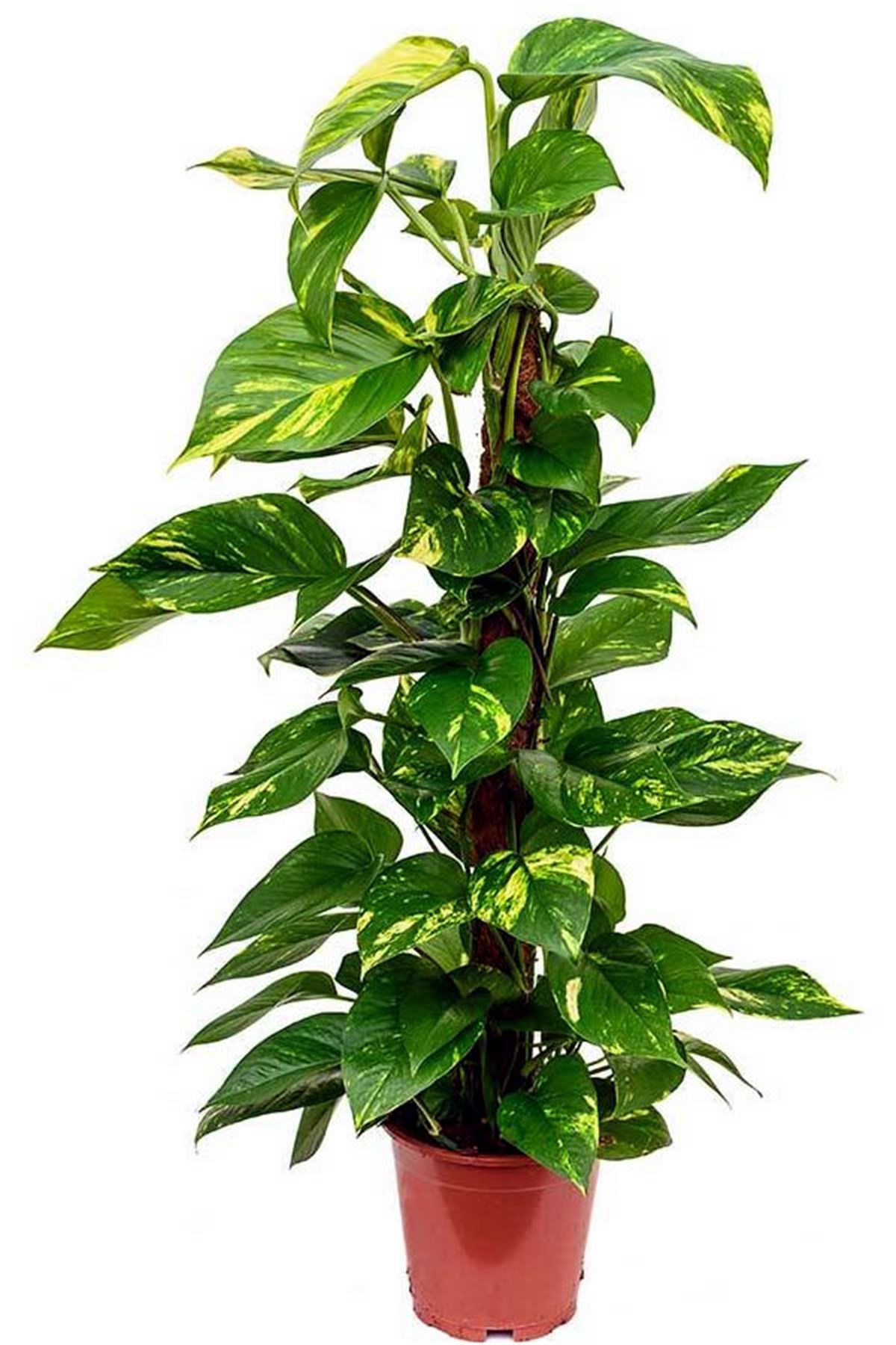 sarmasik-buyuk-boy-saksi