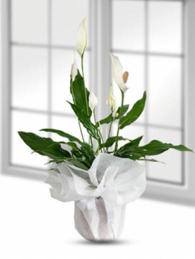 spatifilyum-bariscicegi-buyuk-boy